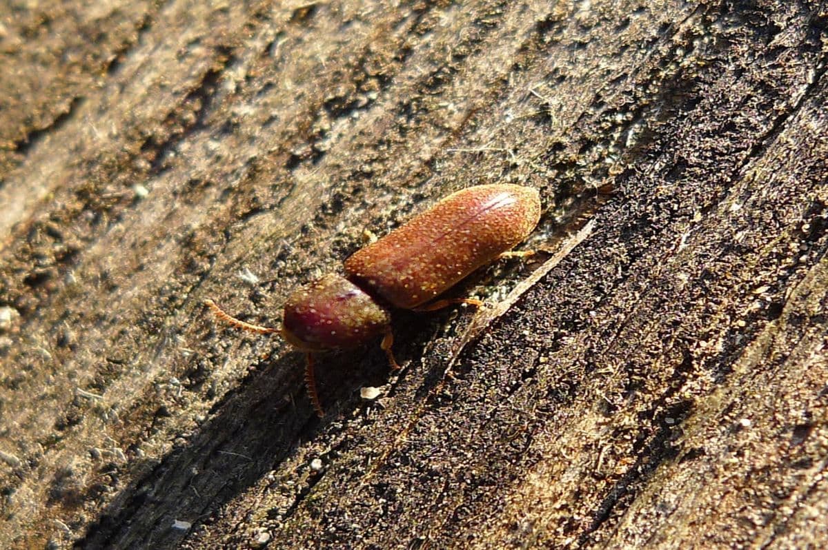 Wood Borer Treatment Services
