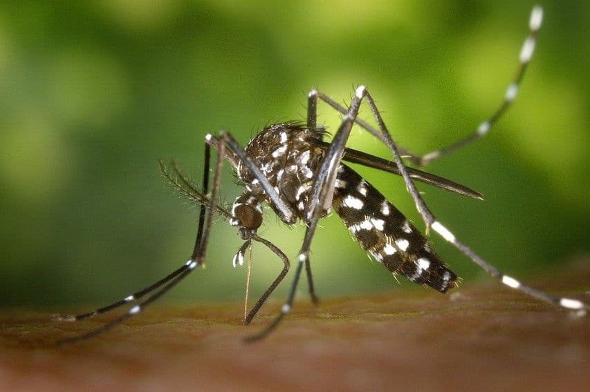 Mosquito and Fly Control Services