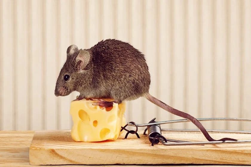 Rat and Rodent Control Services