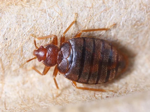 Bed Bugs Pest Control Services in Delhi