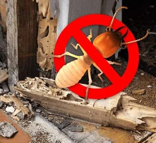 Best Termite Control Services in Delhi