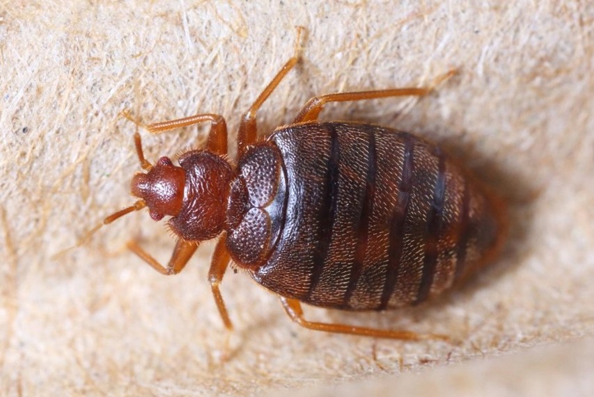 Bed Bugs Pest Control Services in Delhi